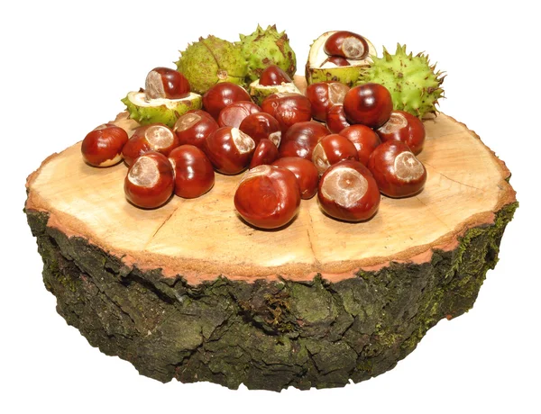 Castanha de cavalo conkers — Fotografia de Stock