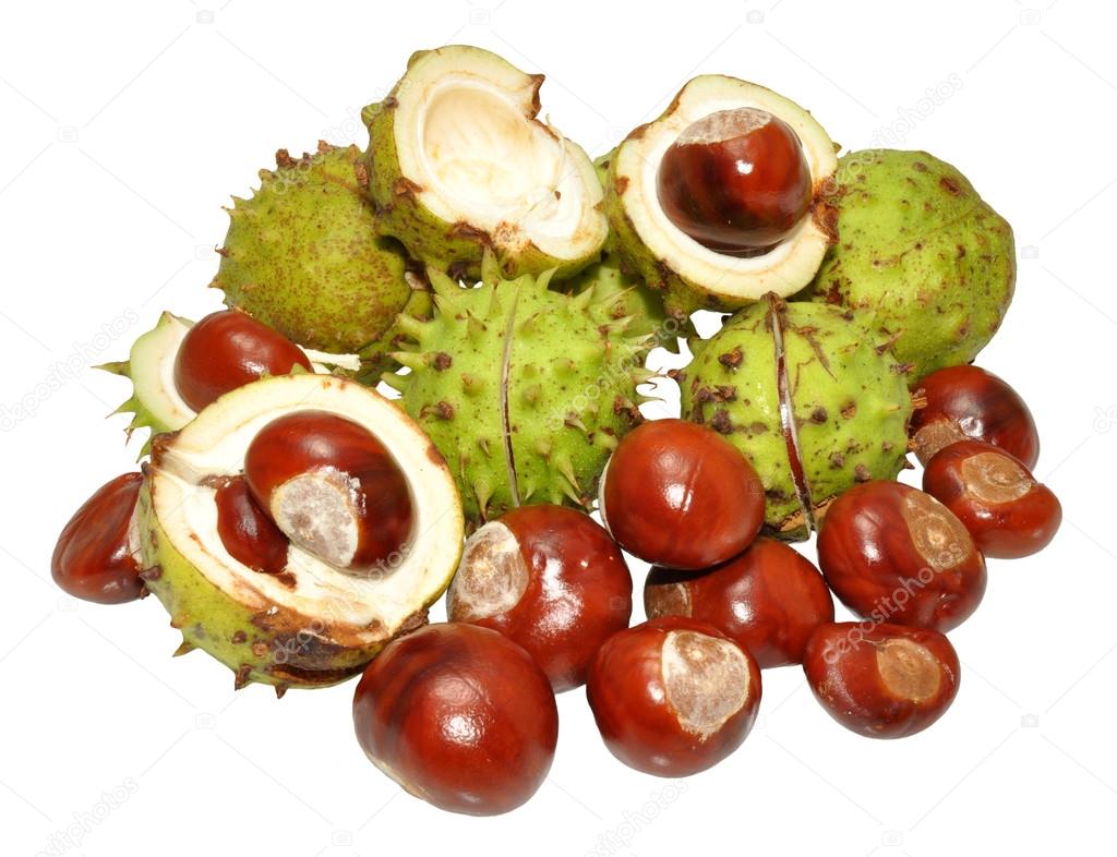 Horse Chestnut Tree Conkers Stock Photo by ©philkinsey 42522687