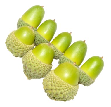 Yeşil meşe ağacının meşe palamutları