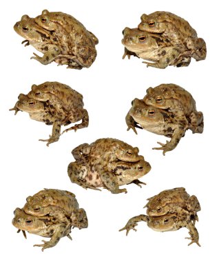 ortak toads çiftleşme