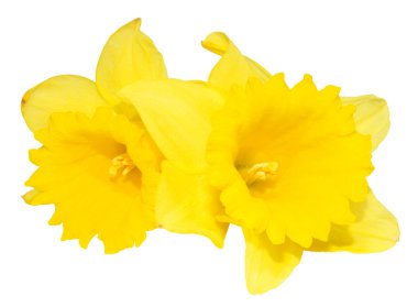 Sarı nergis çiçekleri