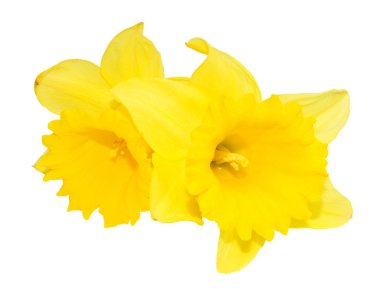 Sarı nergis çiçekleri