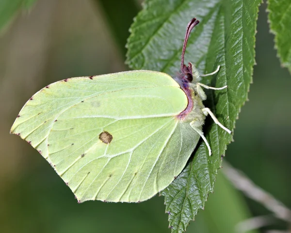 Brimstone Butterfly — Stock Photo, Image