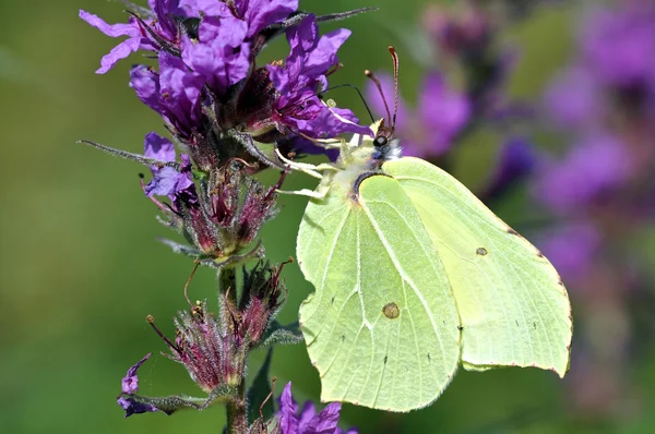 Brimstone Butterfly — Stock Photo, Image
