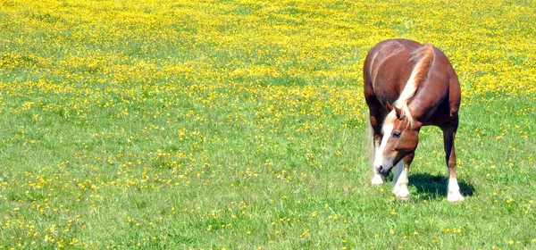 Pastoreo de caballos — Foto de Stock