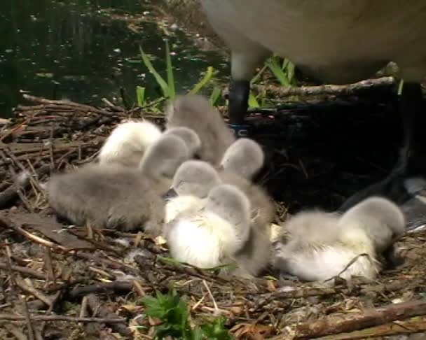 Baby mute Swan Cygnets — Stock Video