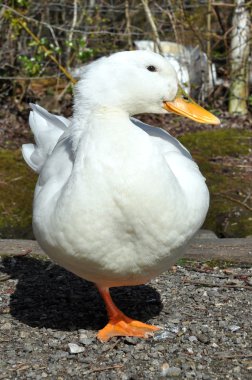 Aylesbury ördek