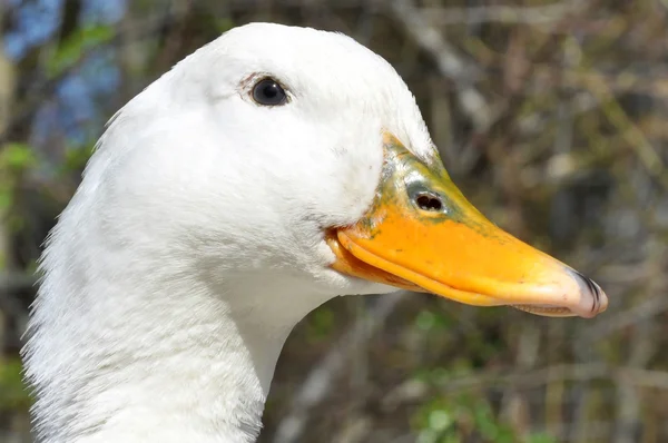 Aylesbury Duck — Stock Photo, Image