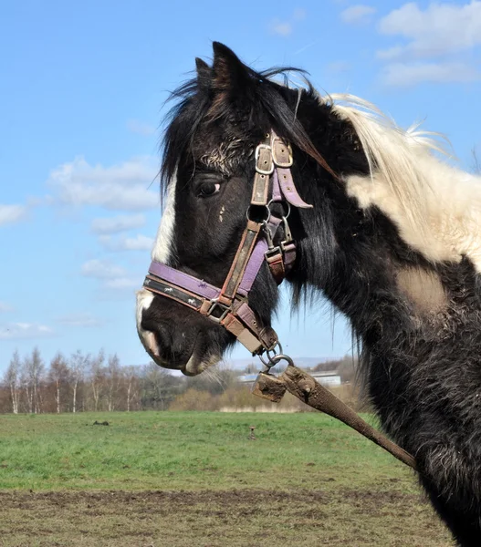 つなぎ縄でつながれた泥だらけの黒と白の馬. — ストック写真