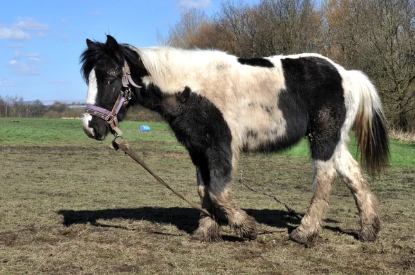 つなぎ縄でつながれた泥だらけの黒と白の馬. — ストック写真