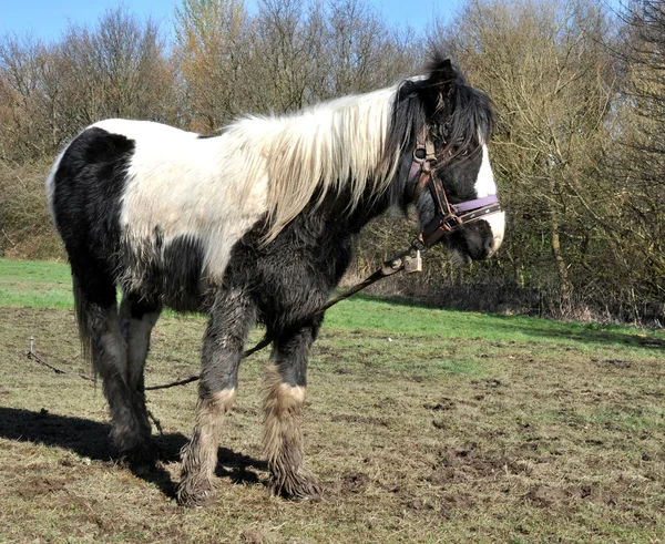 つなぎ縄でつながれた泥だらけの黒と白の馬. — ストック写真