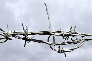 Champ de maïs à la récolte
