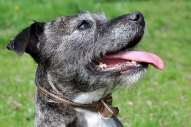 Staffordshire terrier çapraz lurcher köpek