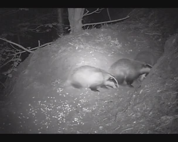 Texugo filhotes jogar à noite — Vídeo de Stock