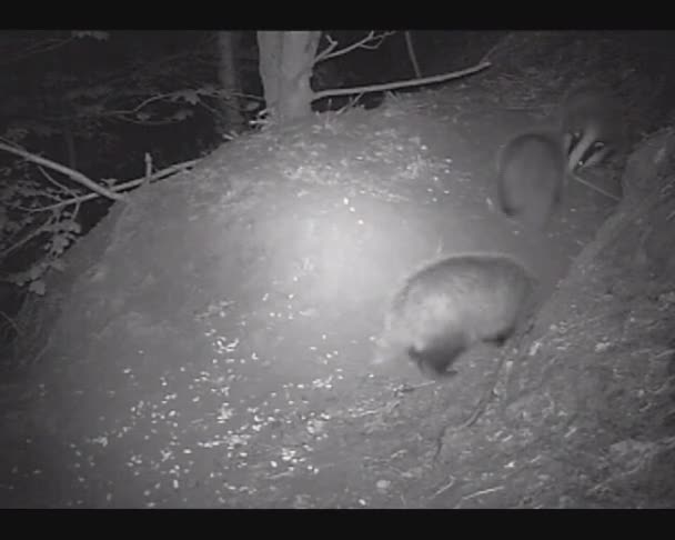 Badger Cubs Playing At Night — Stock Video