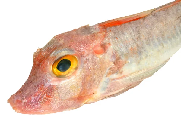 Pesce Gurnard rosso — Foto Stock