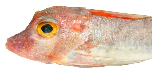붉은 성 대 생선 — 스톡 사진