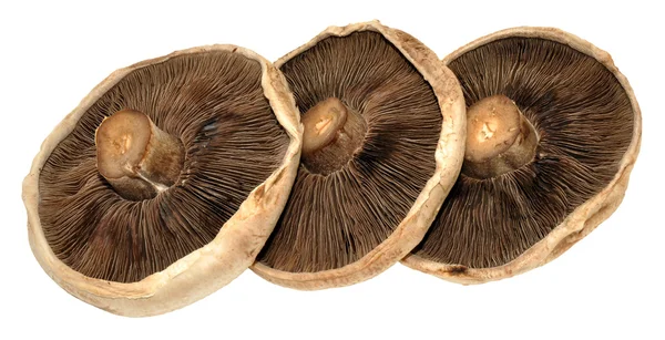 Большие плоские грибы — стоковое фото