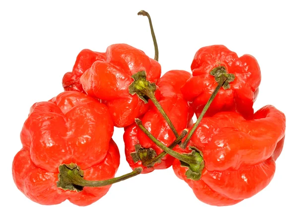 Red Scotch Bonnet Peppers — Stock Photo, Image