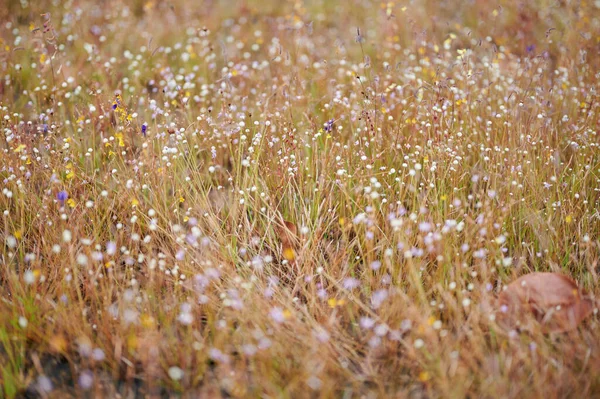 Een Close Een Foto Van Wilde Bloem Dong Tam Forest — Stockfoto