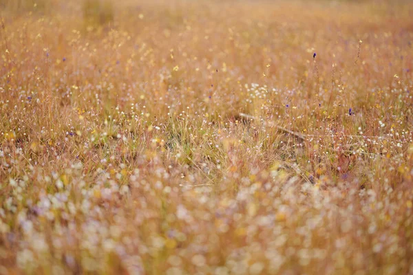 Close Shot Wild Flower Dong Tam Forest Prowincja Ubon Ratchathani — Zdjęcie stockowe