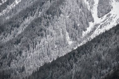 Kış ormanındaki ağaçların dokusu. Chamonix Vadisi, Fransa