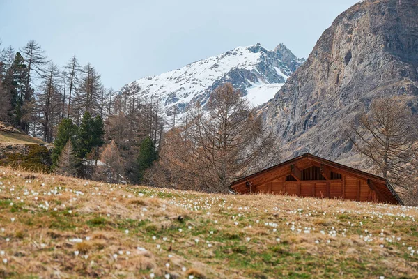 位于Zermatt的一个以滑雪区 餐馆和吊桥而闻名的小村庄Furi村周围的Edelweiss草地景观 从这个村子里也可以看到马特宏山 位于瑞士 — 图库照片
