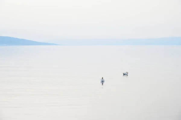 Swan Lake Geneva Lac Leman Selective Focus — Foto de Stock