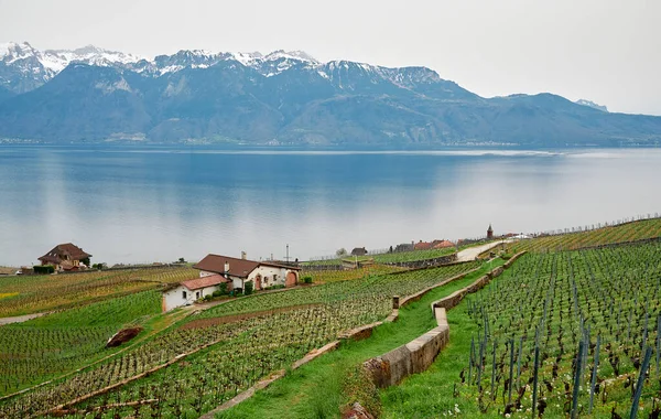 Landscape Vineyard Terrace Region Lavaux Switzerland Lake Geneva Lac Leman — Zdjęcie stockowe