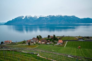 The landscape of vineyard terrace in region of Lavaux in Switzerland near lake Geneva (Lac Leman).