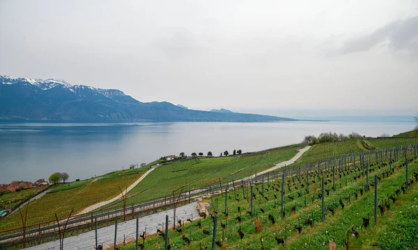 Landscape Vineyard Terrace Region Lavaux Switzerland Lake Geneva Lac Leman — Zdjęcie stockowe