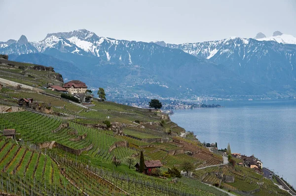 Landscape Vineyard Terrace Region Lavaux Switzerland Lake Geneva Lac Leman — Stock fotografie