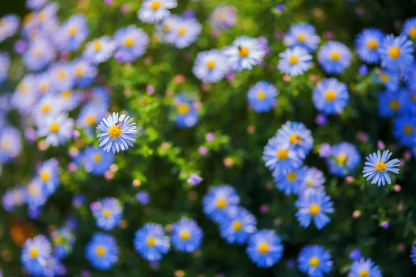 Flores —  Fotos de Stock