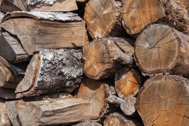 eski ağaç, doku, izole.