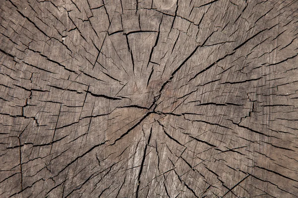 Starý strom, textura, izolované. — Stock fotografie