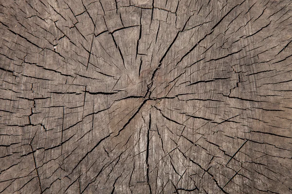Starý strom, textura, izolované. — Stock fotografie