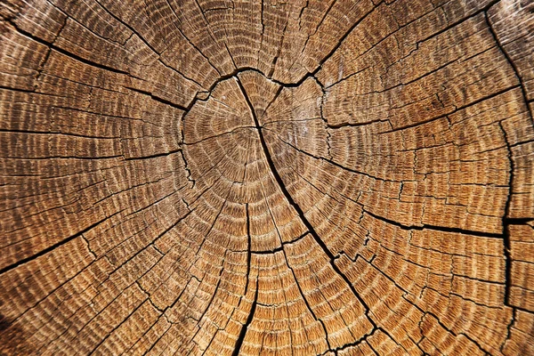 Árvore velha, textura, isolada . — Fotografia de Stock