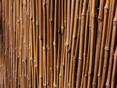 bambu, izole gerdanlı çit.