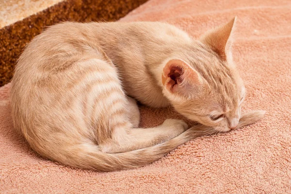 The peach striped cat . — Stock Photo, Image