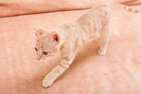 The peach striped cat . — Stock Photo, Image