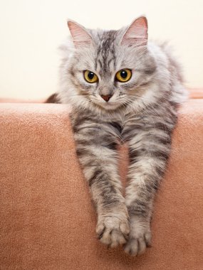 Gri çizgili kedi doğurmak shinshil.