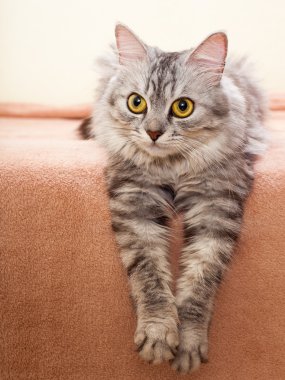 Gri çizgili kedi doğurmak shinshil.