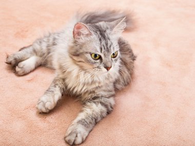 Gri çizgili kedi doğurmak shinshil.