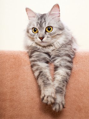 Gri çizgili kedi doğurmak shinshil.
