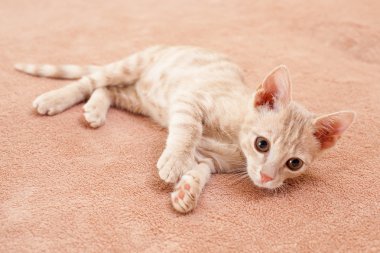 Şeftali çizgili kedi .