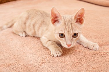 Şeftali çizgili kedi .