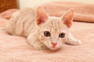 Şeftali çizgili kedi .