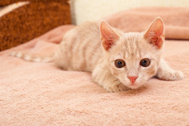 Şeftali çizgili kedi .