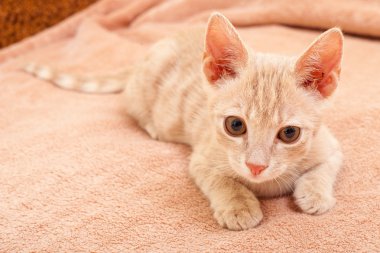 Şeftali çizgili kedi .