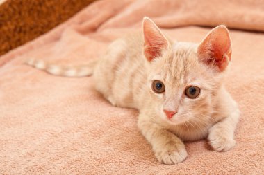 Şeftali çizgili kedi .